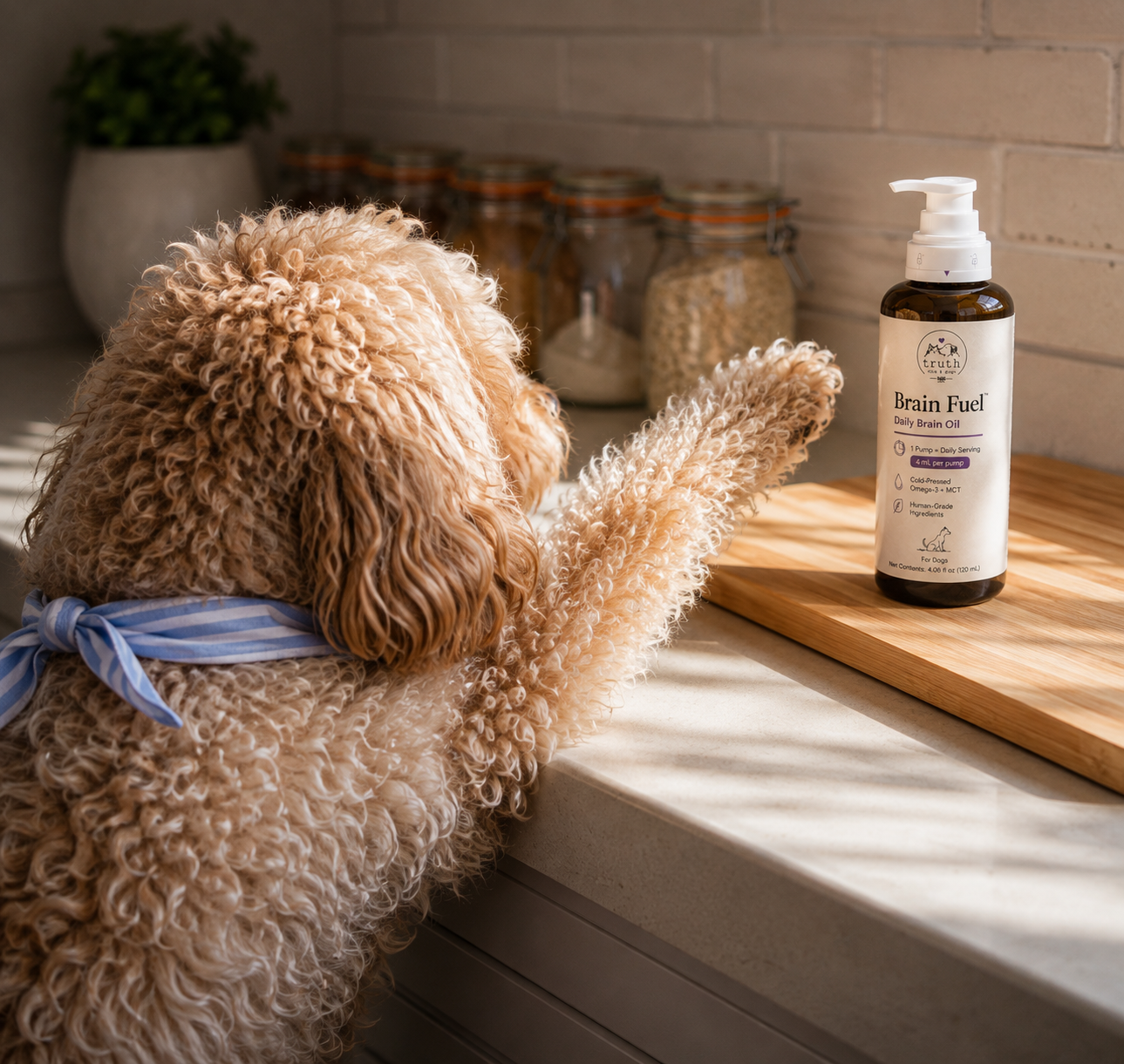 Curly-coated dog on the kitchen counter beside a BrightMind pouch and a bowl of chews